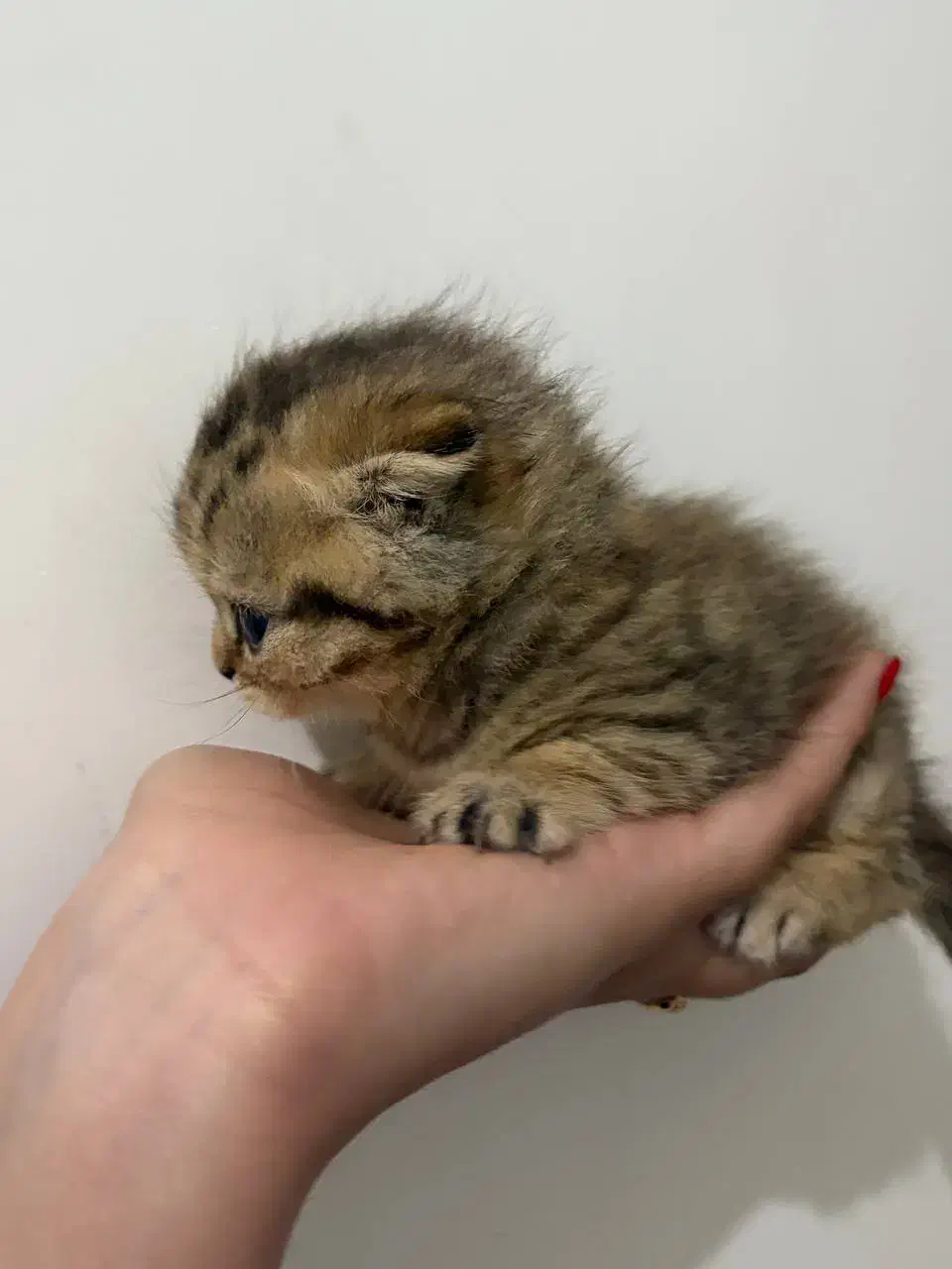 گربه اسکاتیش بریتیش|گربه|رشت, فلسطین|دیوار