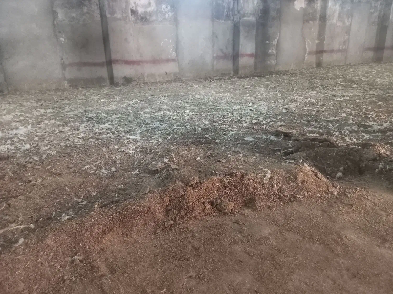 کود مرغی ،کود گوسفندی،گاوی|خدمات باغبانی و درختکاری|دوگنبدان, |دیوار