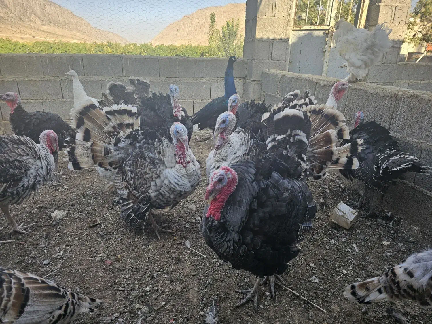 بوقلمون.غاز.برهما|پرنده|شیراز, آزادگان|دیوار