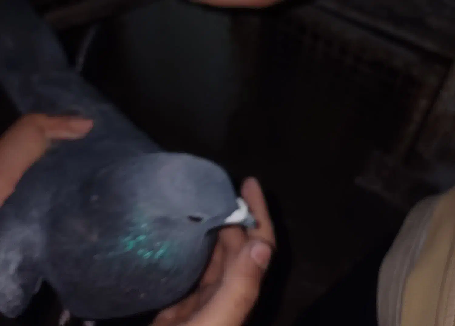 کفتر دمگیر و تهرانی وقناری|پرنده|مبارکه, |دیوار