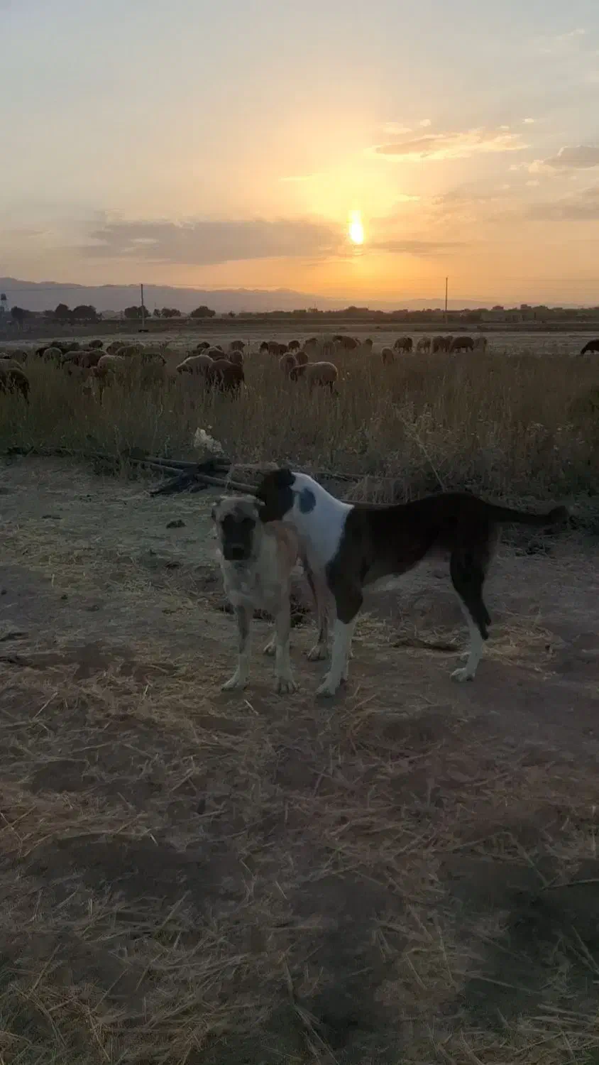 گمشده|حیوانات|قوچان, |دیوار