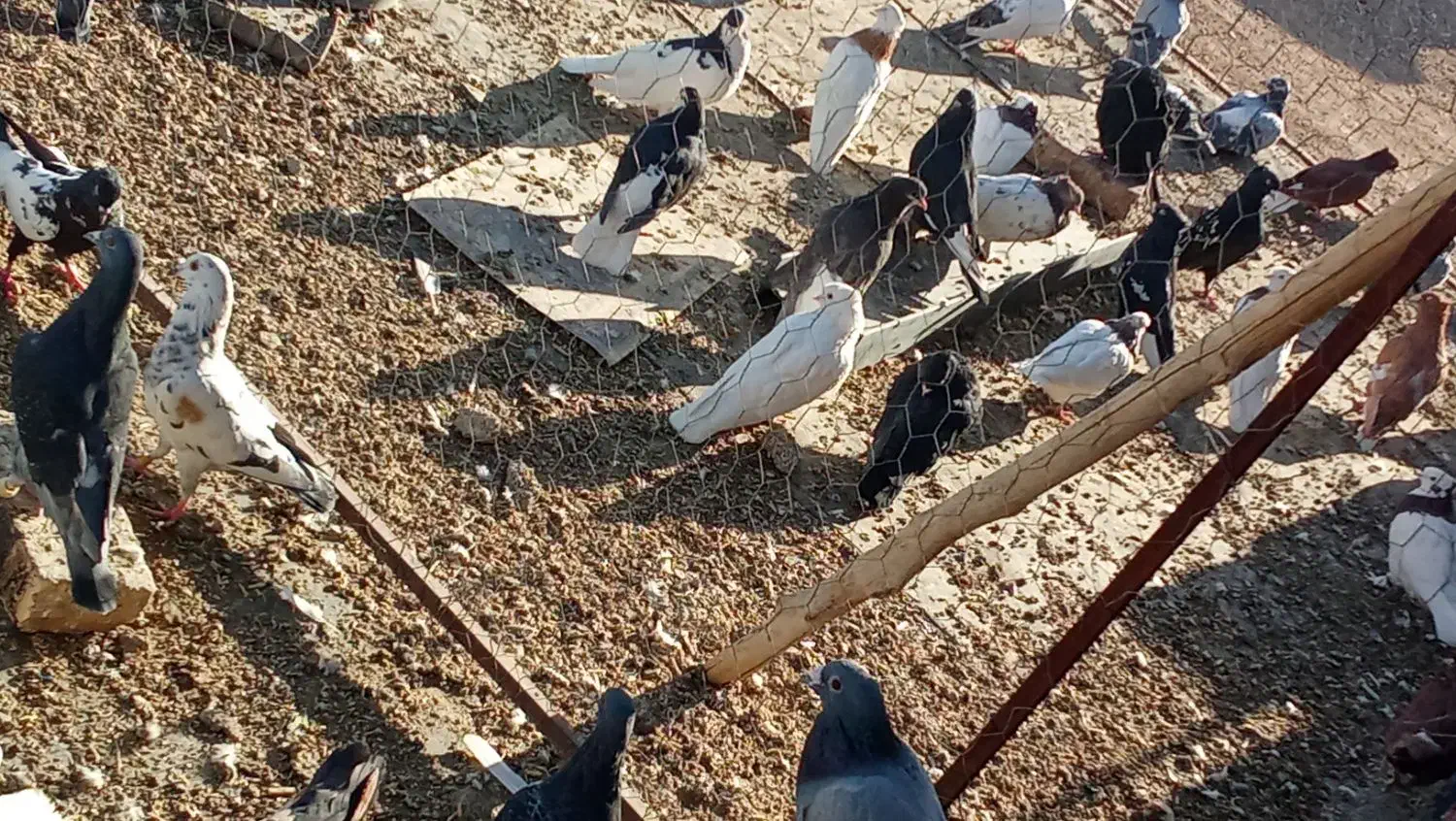 تعداد رنگی به فروش میرسد|پرنده|حسن آباد, |دیوار