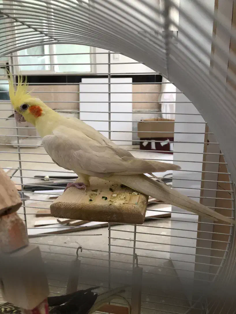 عروس هلندی|پرنده|سنندج, |دیوار