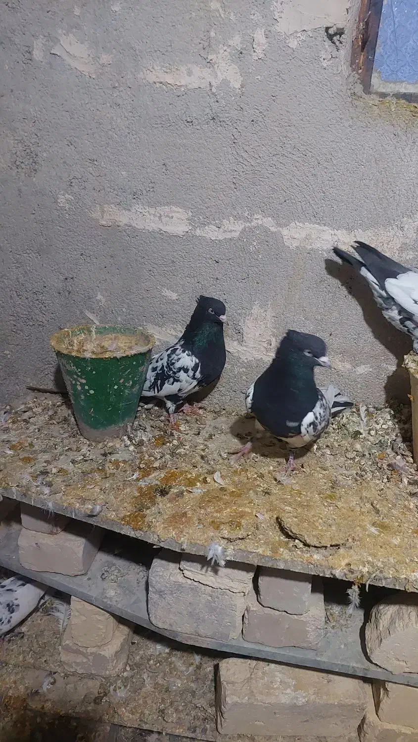 کبوتر کله سیاه|پرنده|گرمه, |دیوار