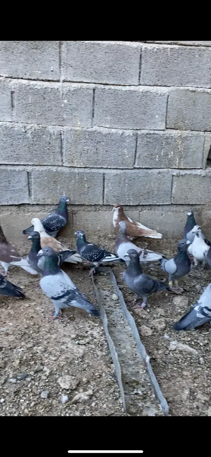 کفتر هوای|پرنده|شیراز, شهرک صدا و سیما|دیوار