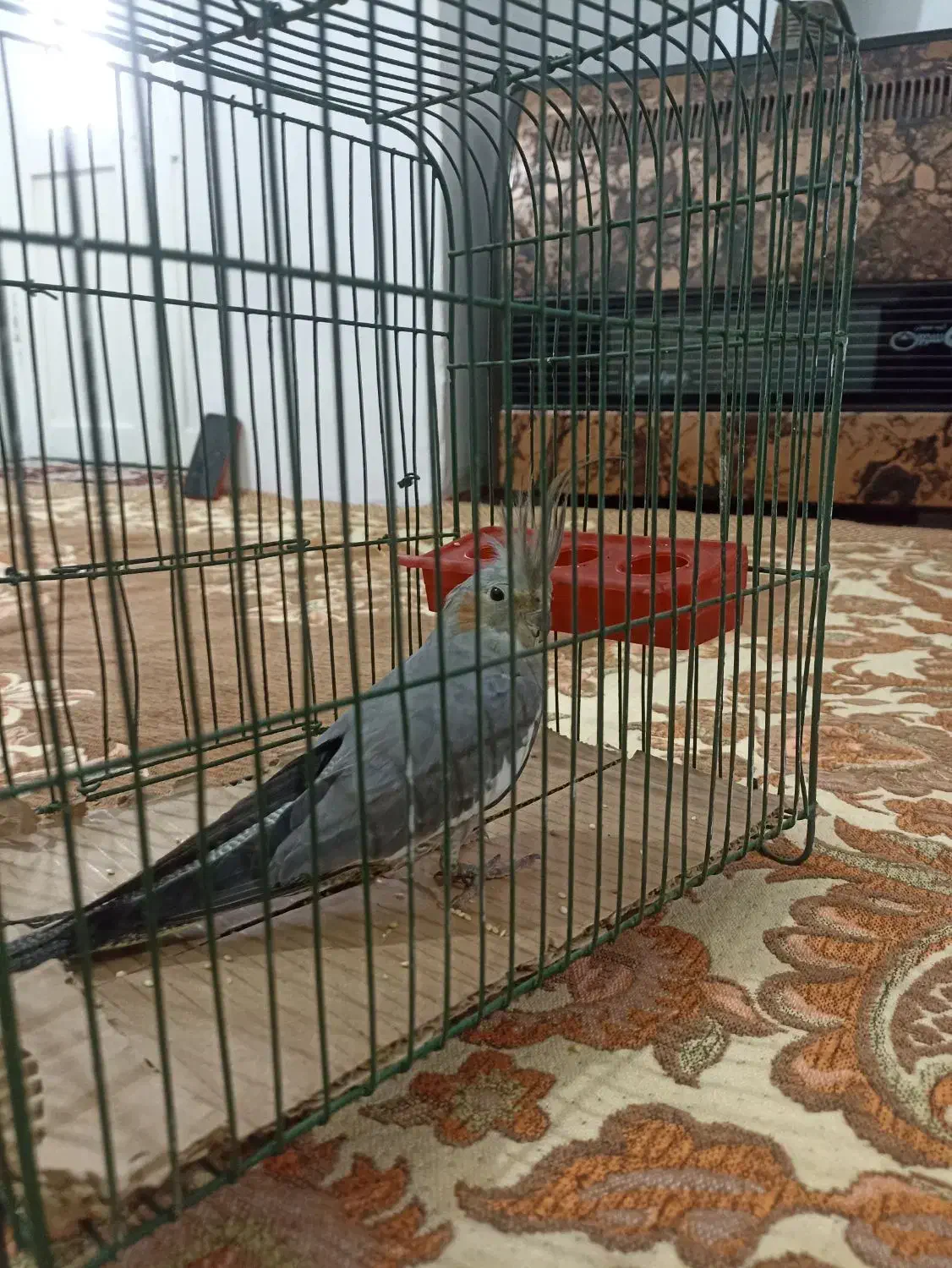 عروس هلندی|پرنده|پاکدشت, پاکدشت (مامازند)|دیوار