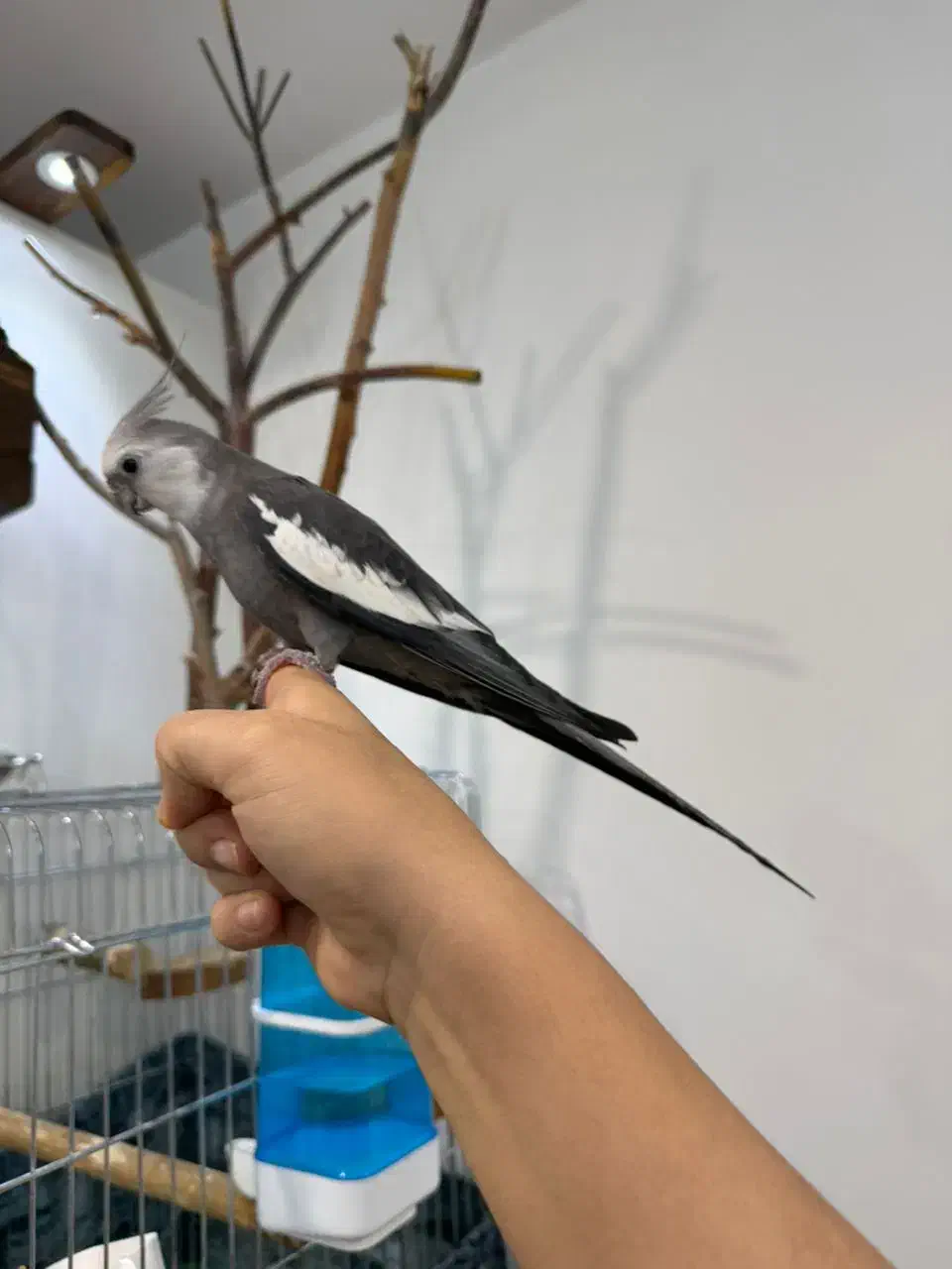 عروس هلندی|پرنده|کرج, چهارصد دستگاه|دیوار