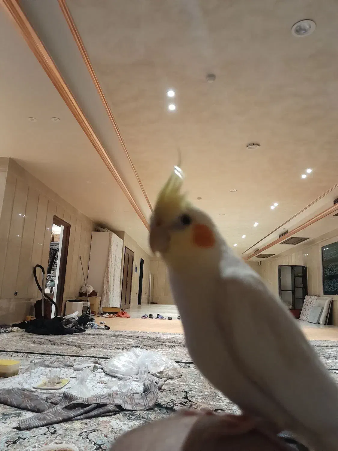 عروس هلندی گمشده|حیوانات|قم, شهرک قدس|دیوار