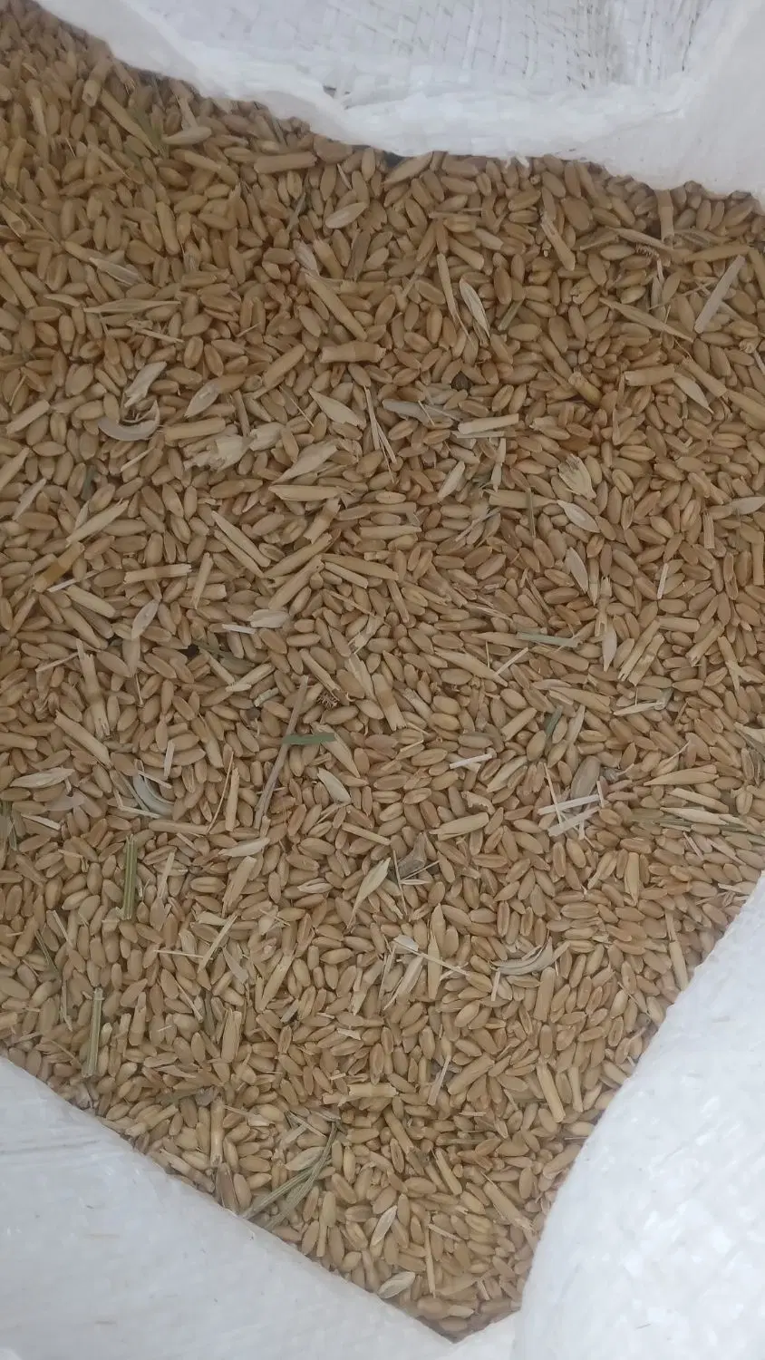 گندم|خوردنی و آشامیدنی|مهاباد (آذربایجان غربی), |دیوار