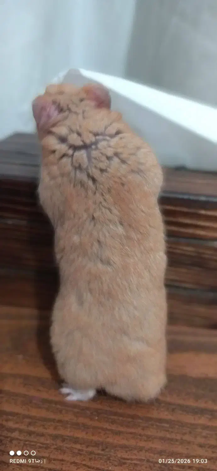 همستر خانگی|موش و خرگوش|تهران, هروی|دیوار