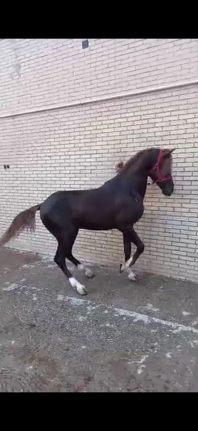 اسب نریون خالص|اسب و تجهیزات اسب‌سواری|یزد, |دیوار