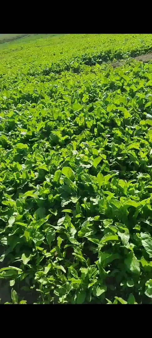 زلق|خوردنی و آشامیدنی|قلعه شاهین, |دیوار