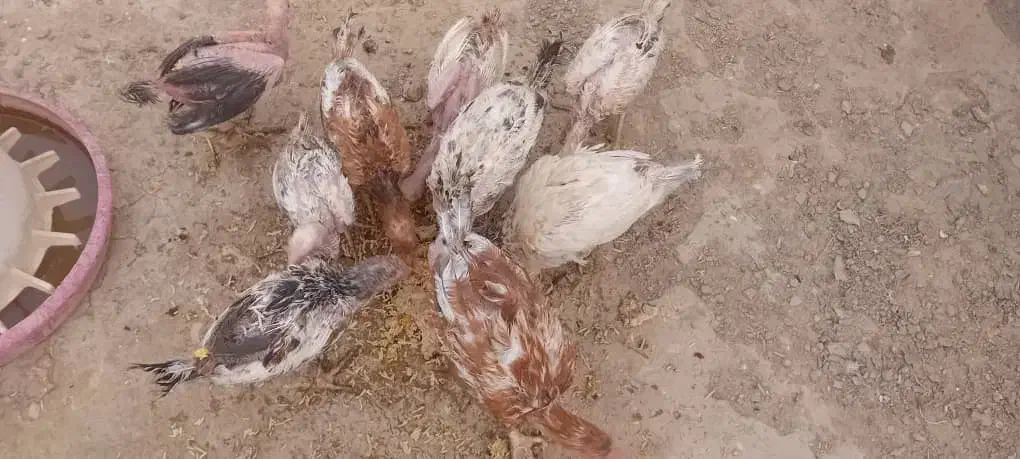 مرغ و خروس و جوجه لاری اصل|حیوانات مزرعه|هیرمند, |دیوار