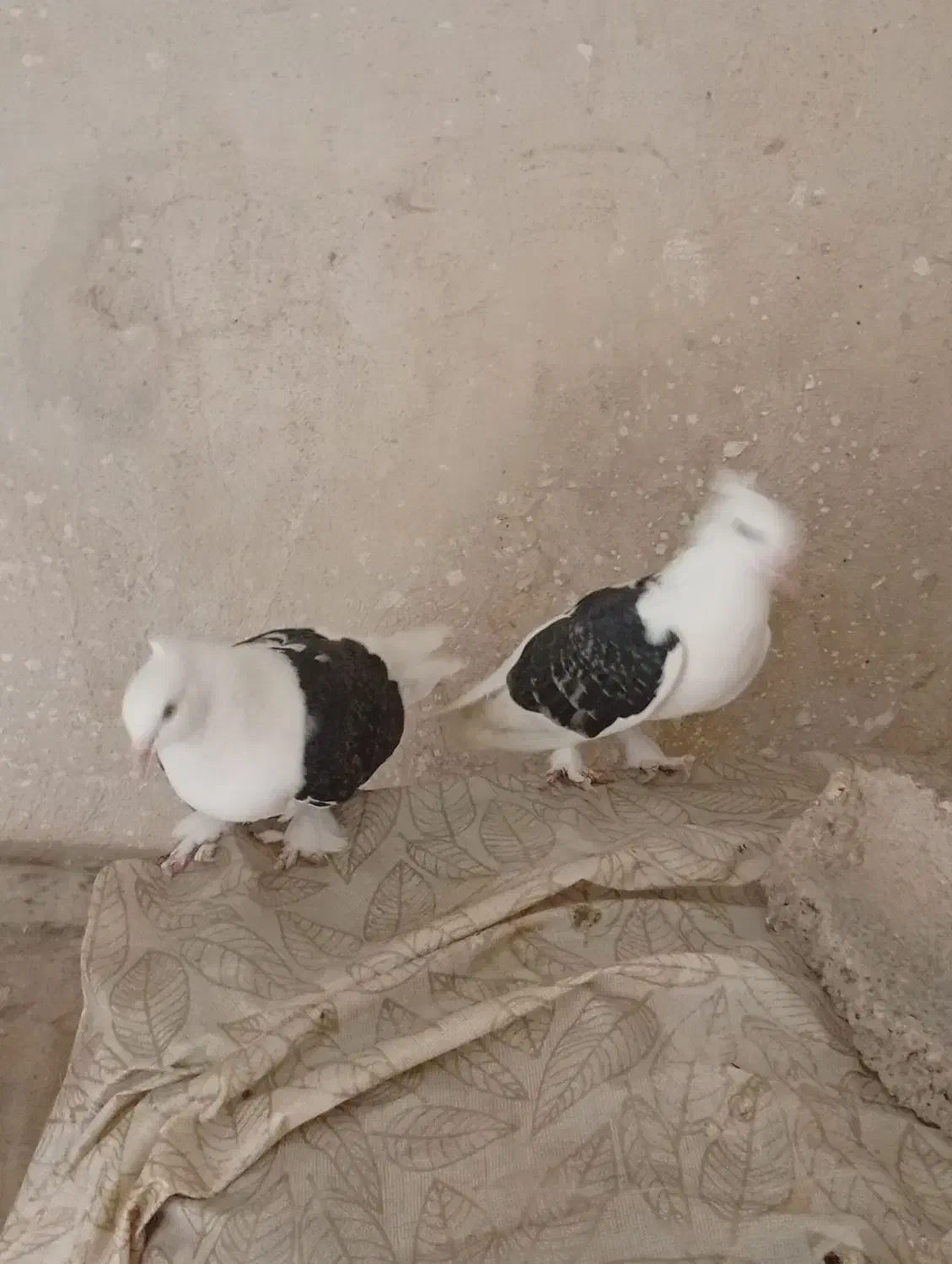 کبوتر خوب|پرنده|خورموج, |دیوار