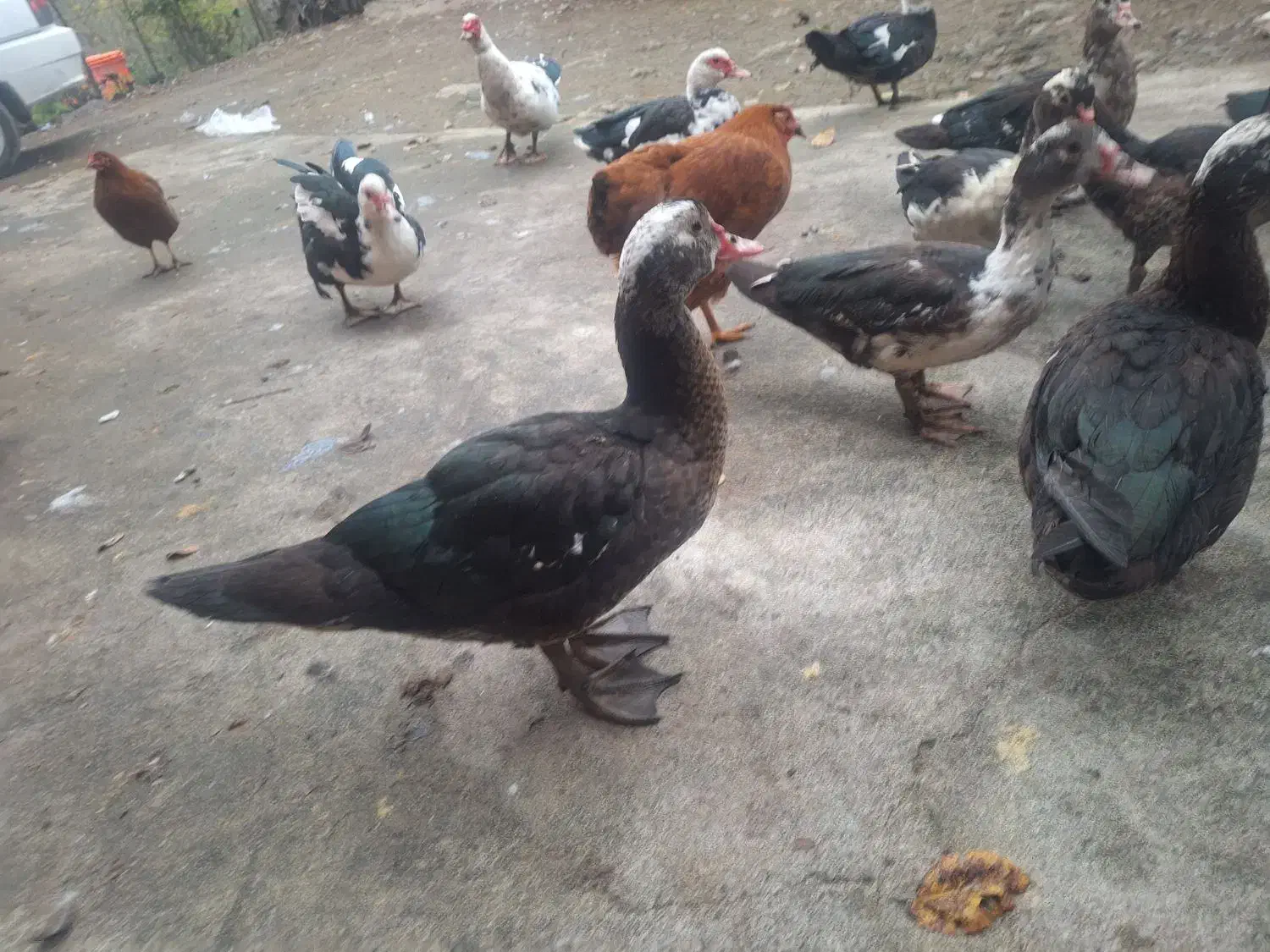 فروش اردک اسرائیلی|حیوانات مزرعه|اطاقور, |دیوار