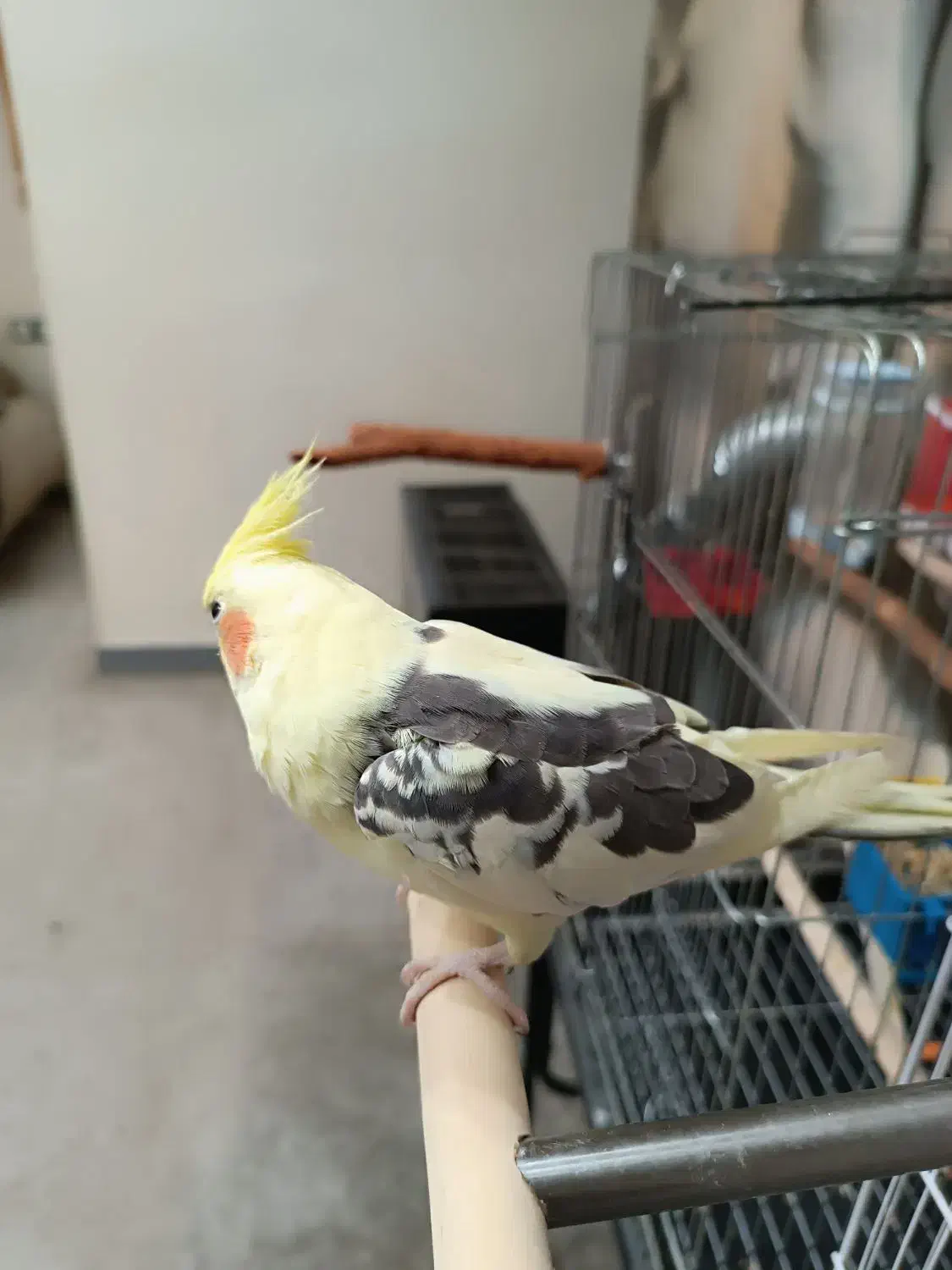 عروس هلندی نر کاملا رام ودستی|پرنده|دوگنبدان, |دیوار