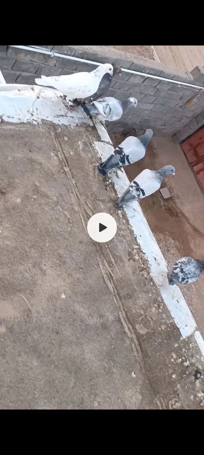 کفتر آلمانی|پرنده|زیرکوه, |دیوار