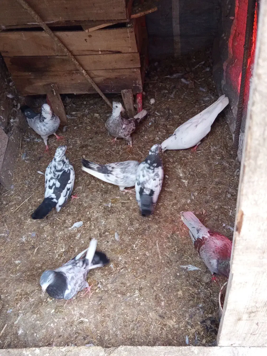 کبوتر|پرنده|رودسر, |دیوار