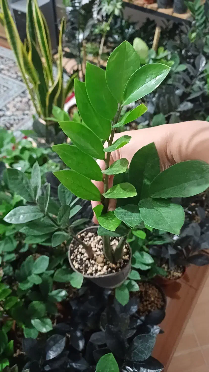 گل شاداب وپاجوش دار|گل و گیاه طبیعی|شیروان (خراسان), |دیوار