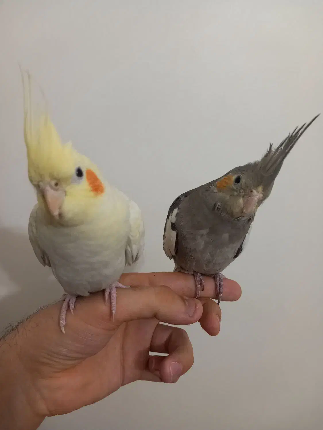 دو تا جوجه عروس هلندی سالم و دستی|پرنده|تهران, ارامنه|دیوار