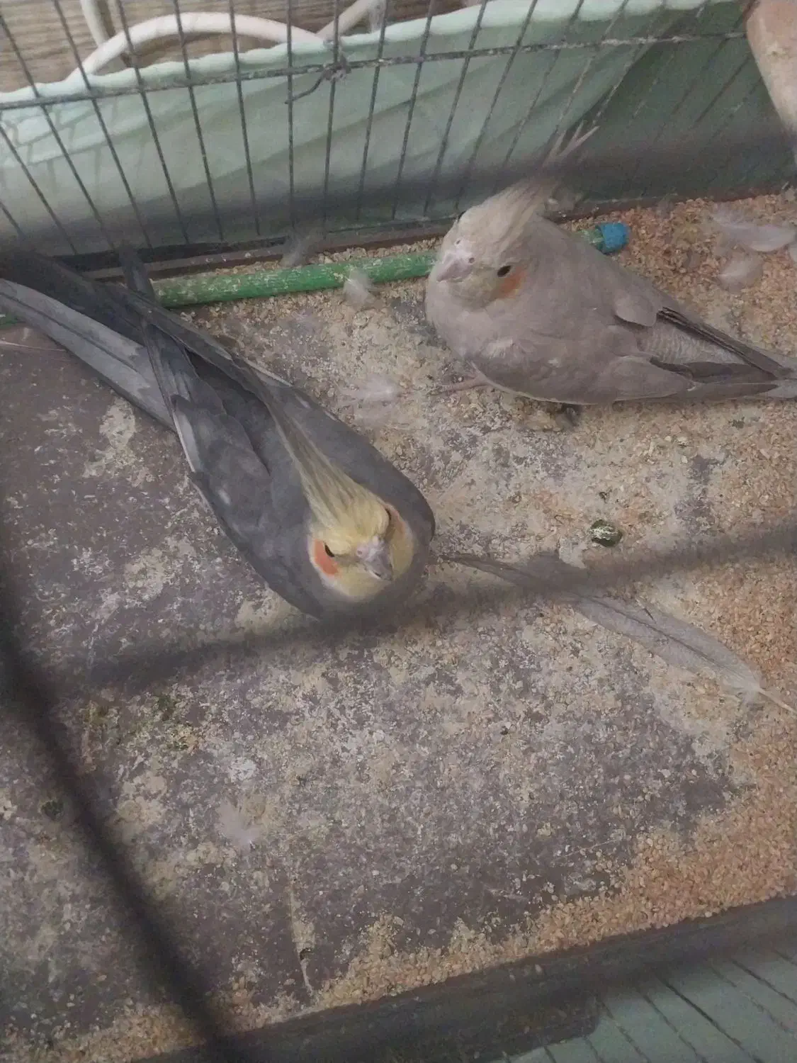 عروس هلندی|پرنده|ارومیه, |دیوار