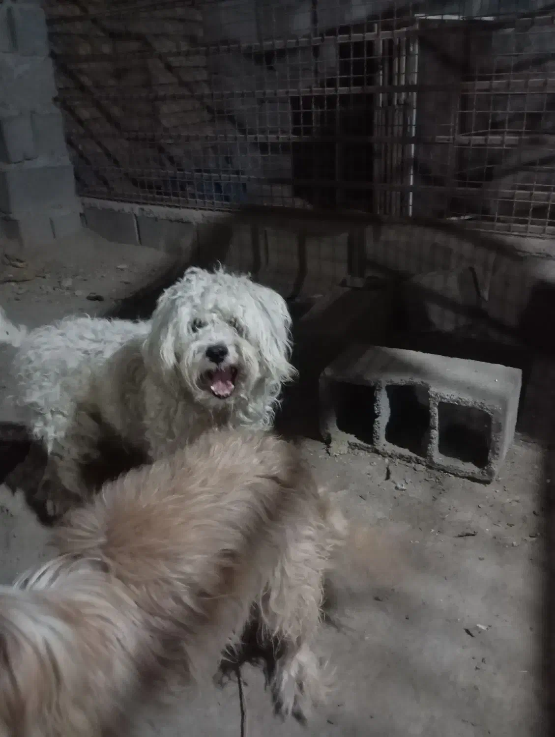 واگذاری سگ شیتزو پودل نر|سگ|کلاله, |دیوار