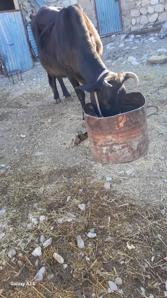 گاوفروشی|حیوانات مزرعه|باینگان, |دیوار