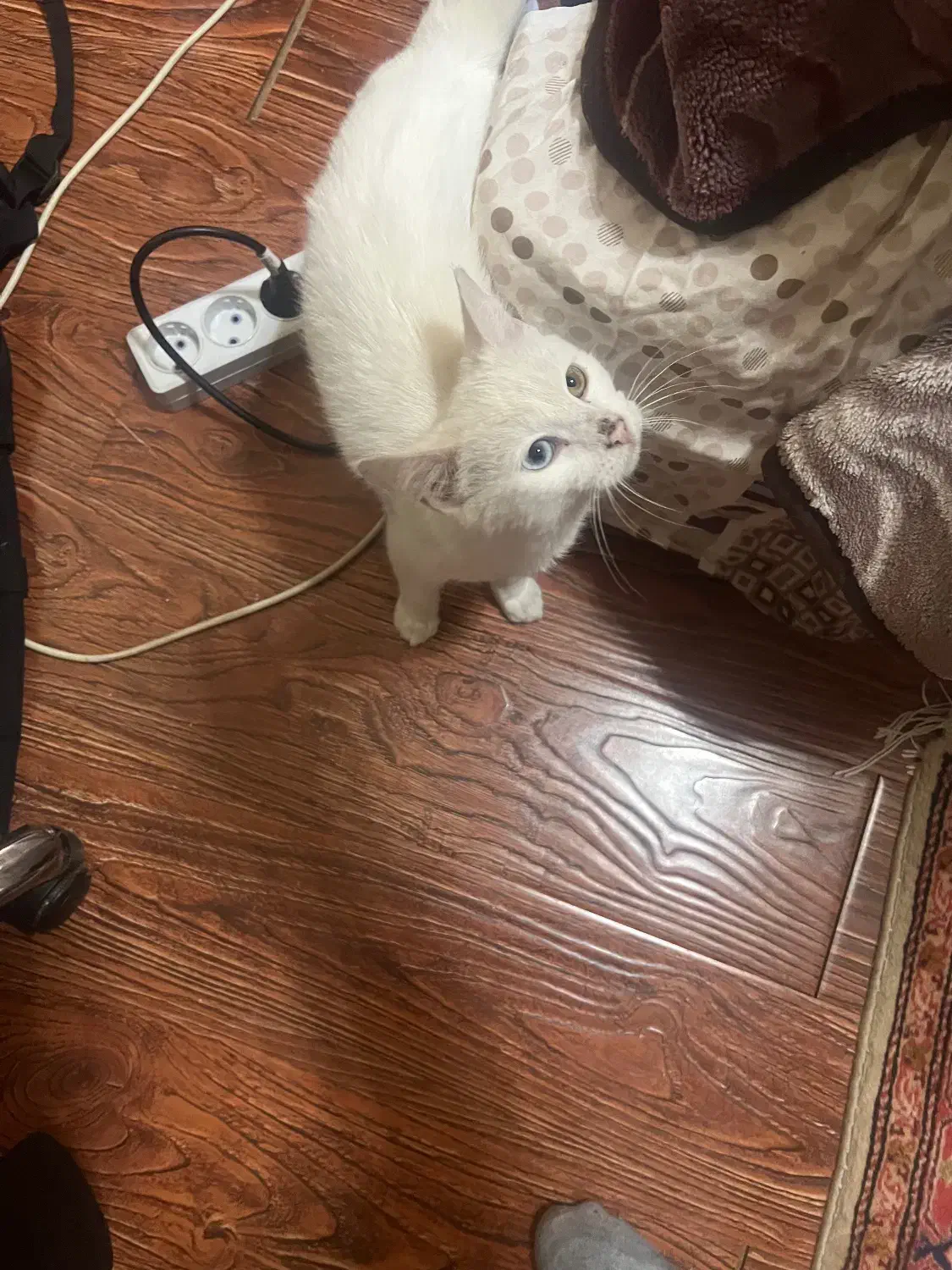 گربه انگورا|گربه|اردبیل, |دیوار