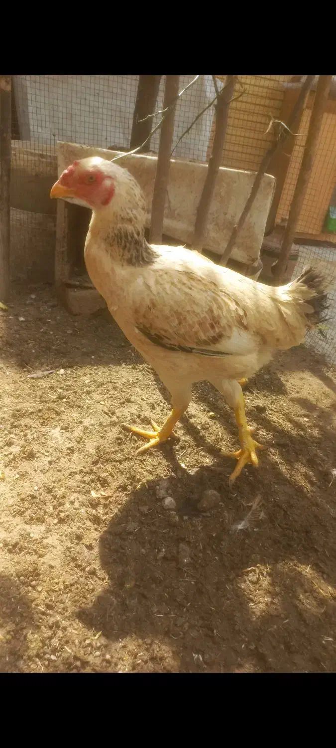 مرغ لاری|حیوانات مزرعه|شیراز, شهرک مفتح|دیوار