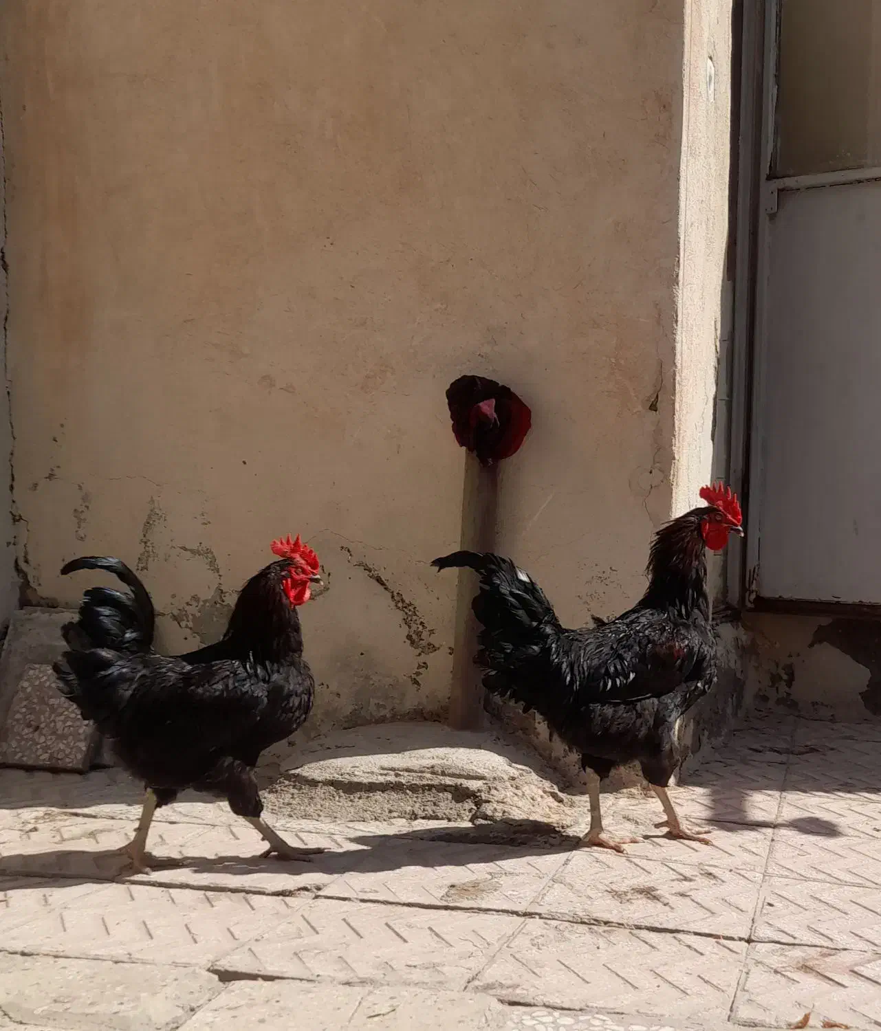 خروس مشکی جوان|پرنده|سلفچگان, |دیوار