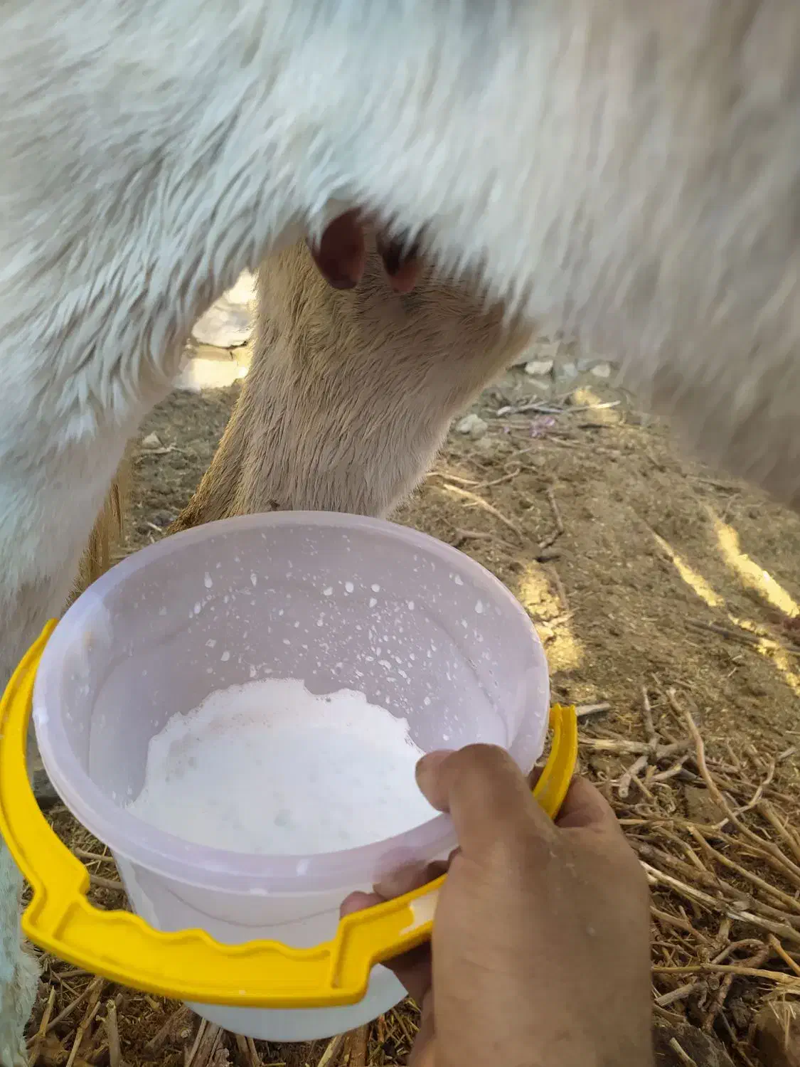 شیر تازه الاغ و عنبرنسا طبیعی|خوردنی و آشامیدنی|قوچان, |دیوار