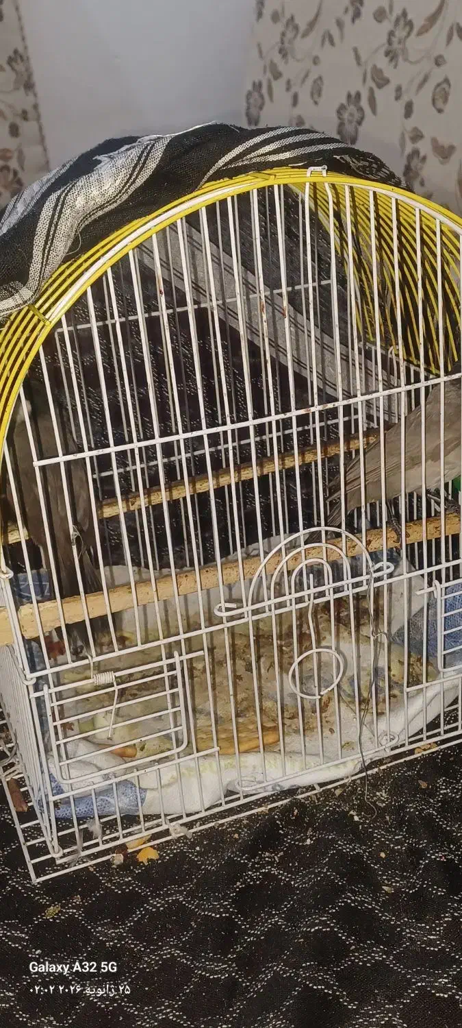 یک جفت قناری|پرنده|مسجد سلیمان, |دیوار