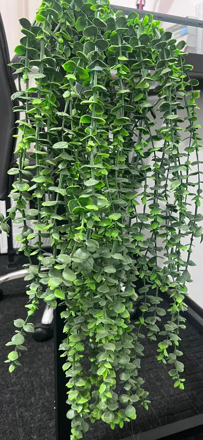 ریسه های گیاه مصنوعی مخصوص دیزاین تراس و اشپزخونه|گل و گیاه طبیعی|فردیس, فرامرزیه|دیوار