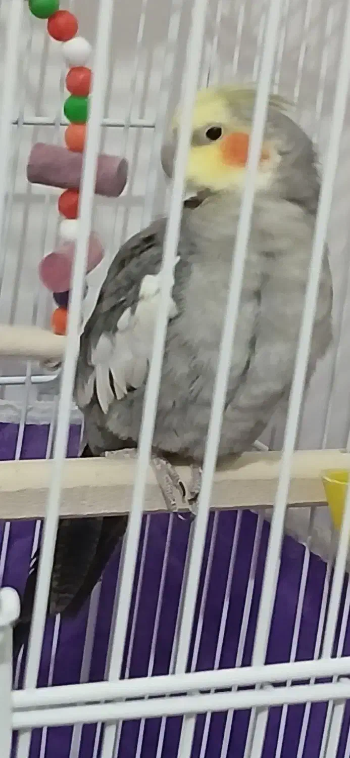 عروس هلندی|پرنده|ساری, |دیوار