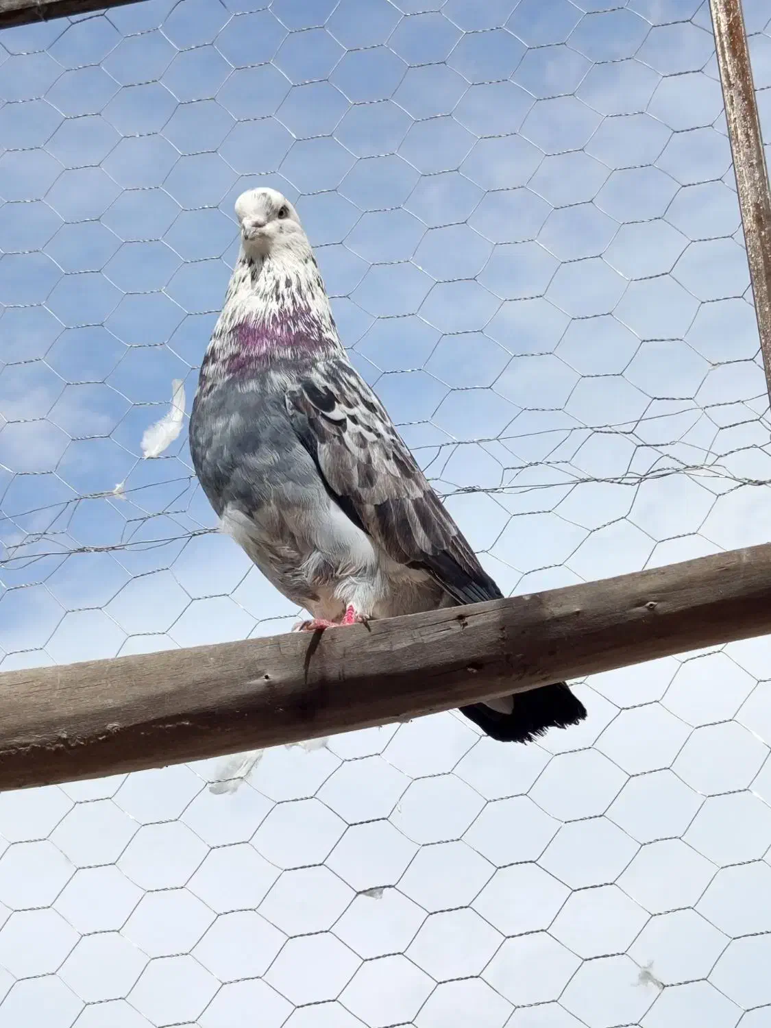 کفتر|پرنده|اقبالیه, |دیوار