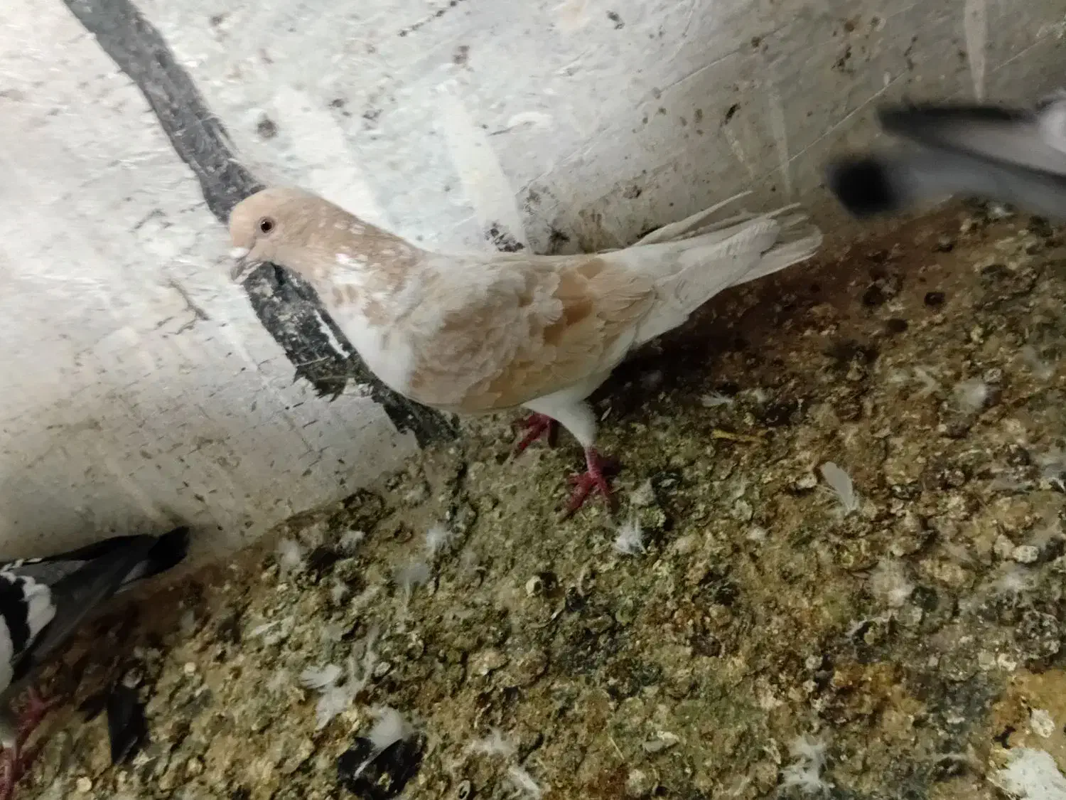 کبوتر|پرنده|اردبیل, |دیوار