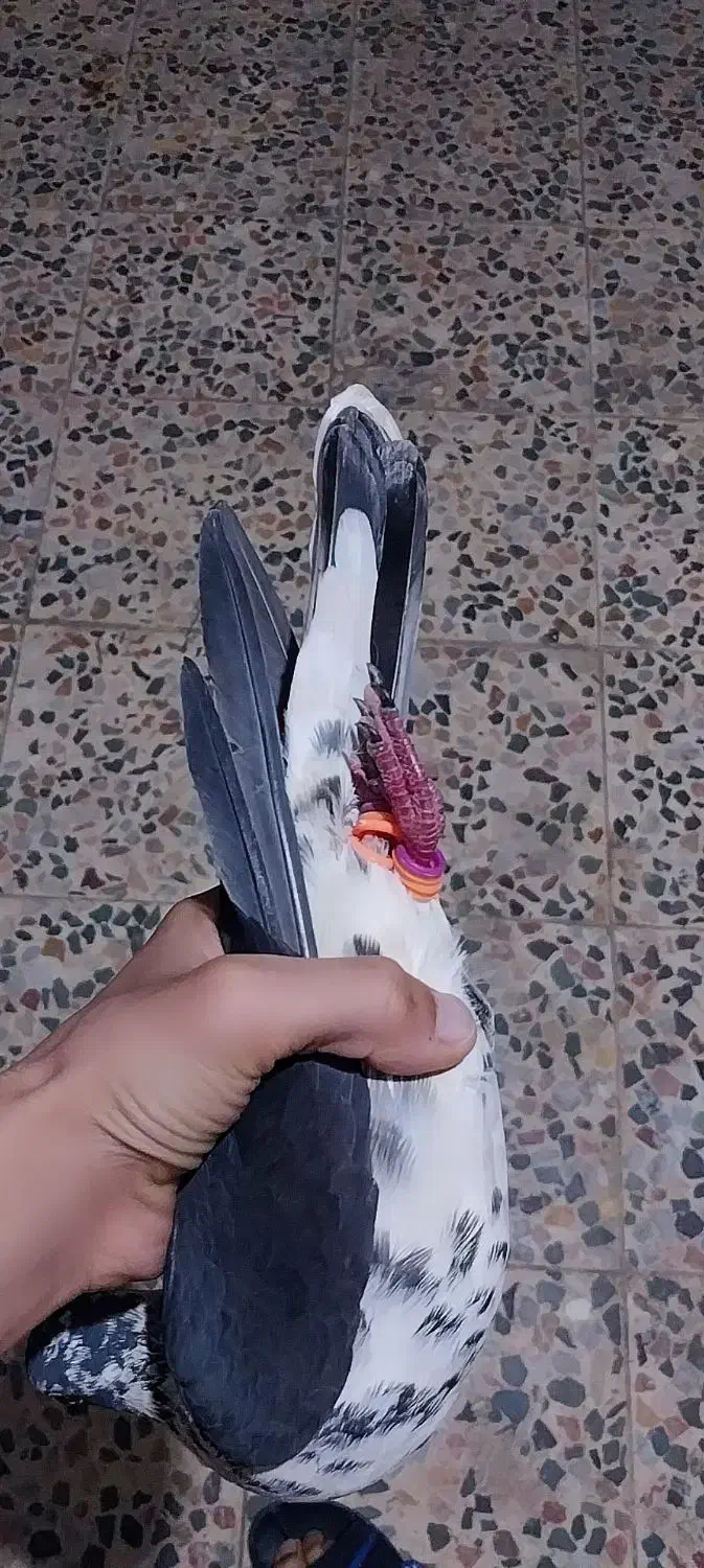 کفتر|پرنده|کردکوی, |دیوار