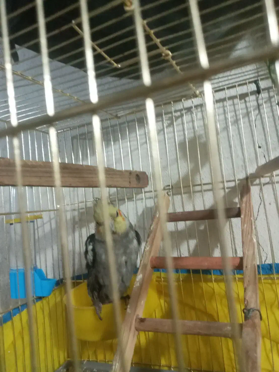 عروس هلندی ۳۰۰|پرنده|قرچک, مهدیه|دیوار