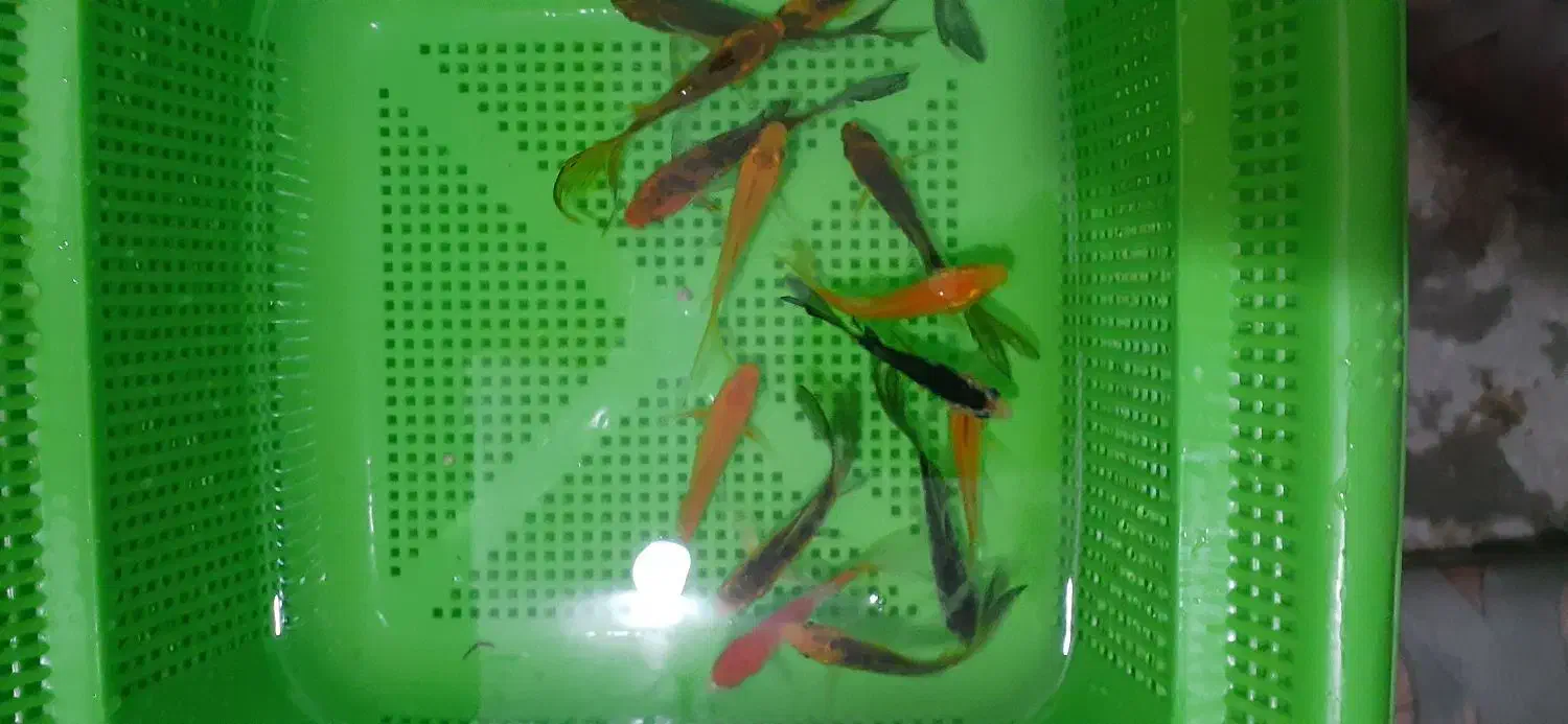 ماهی کوی|ماهی|مشهد, حجاب (شهرک غرب)|دیوار