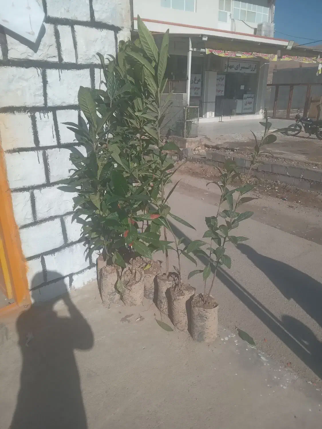 درخت|گل و گیاه طبیعی|اندیکا, |دیوار