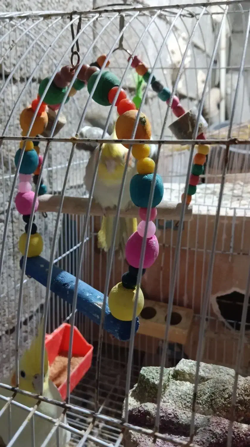 عروس هلندی|پرنده|برازجان, |دیوار