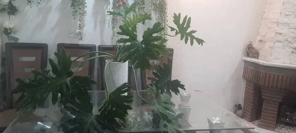 گل های آپارتمانی ورق بزنید|گل و گیاه طبیعی|کرج, باغستان|دیوار