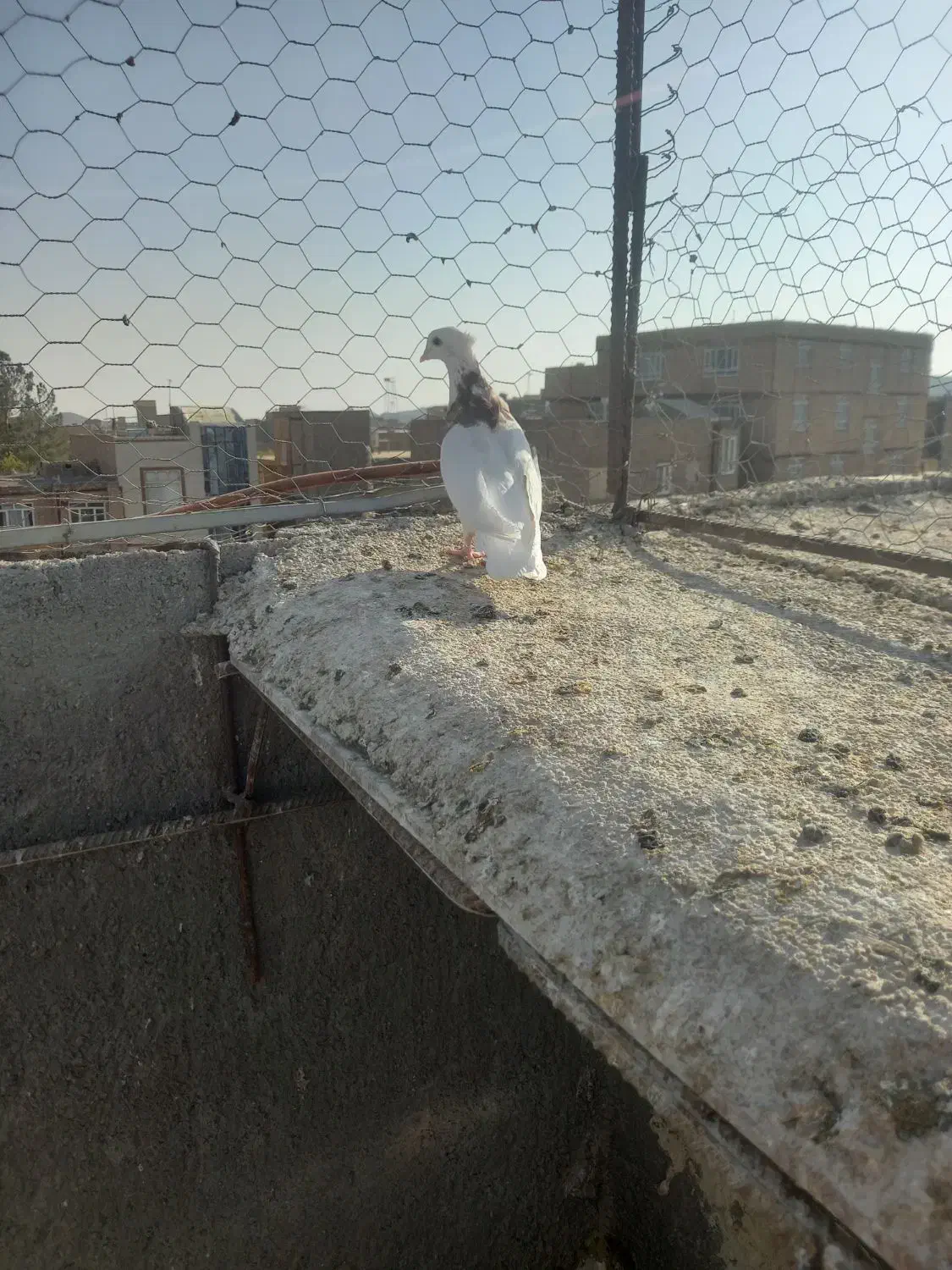 طوقی جوان|پرنده|خواف, |دیوار