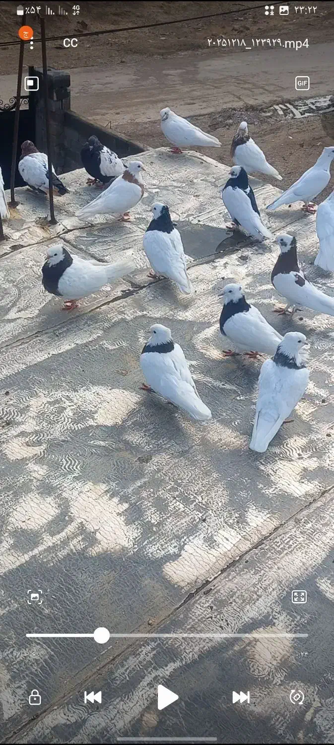 کبوتر|پرنده|درودزن, |دیوار