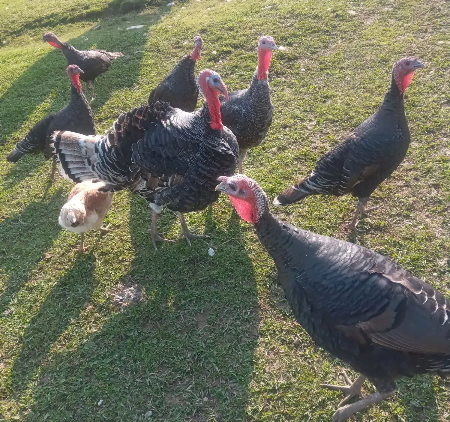 بقلمون ۵ عدد فروشی|حیوانات مزرعه|سیاهکل, |دیوار