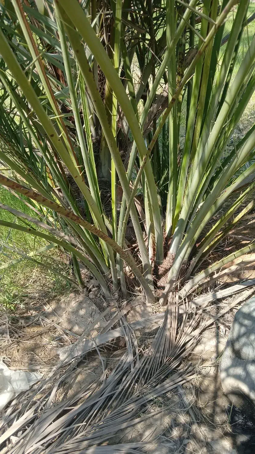 فروش دمیت کبکاب|گل و گیاه طبیعی|برازجان, |دیوار