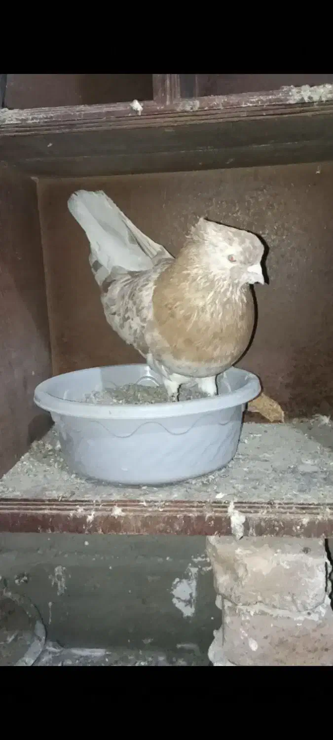 کفتر.سرور.نر.کبوتر|پرنده|گرگان, |دیوار