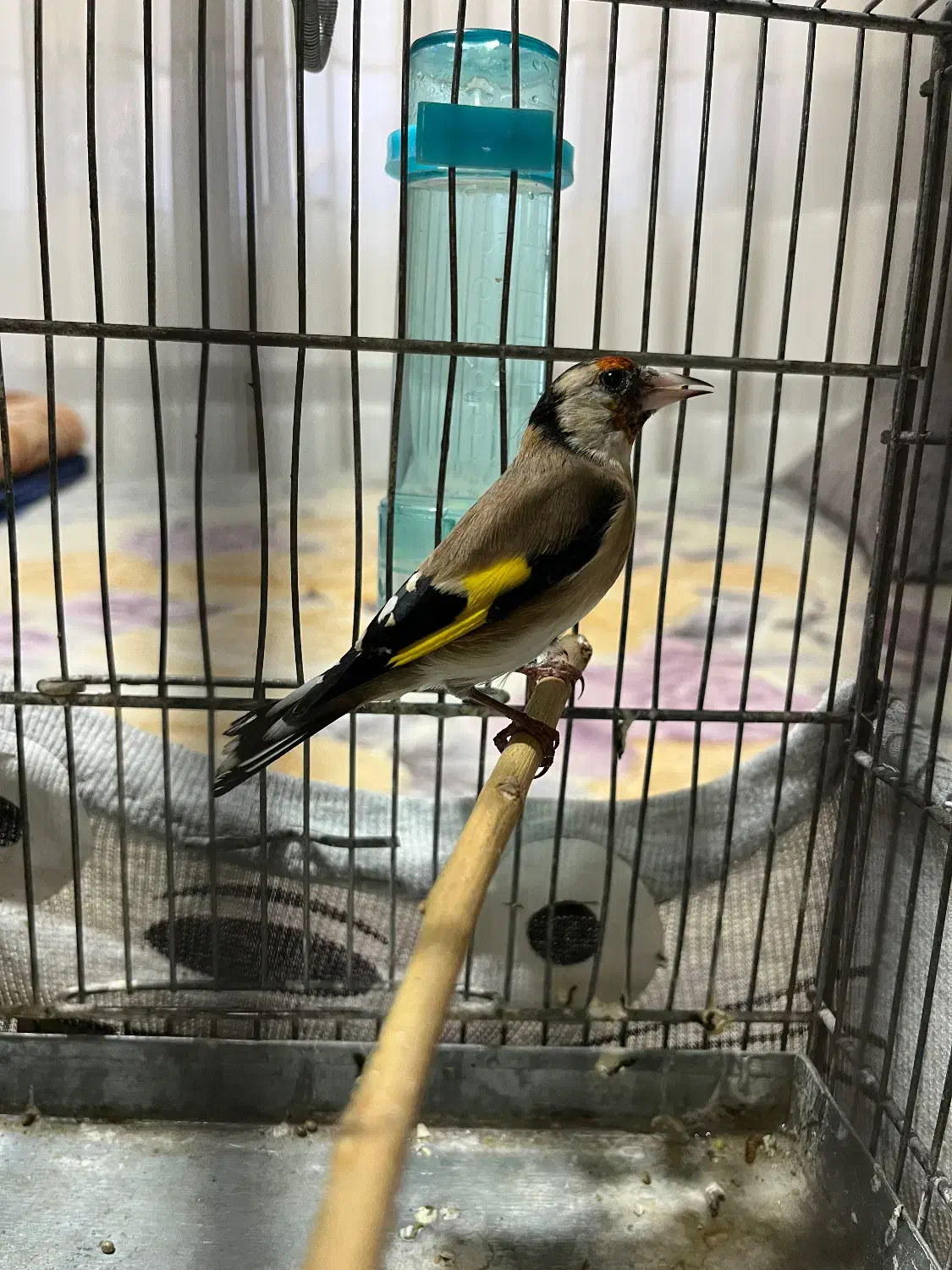 سهره ماده|پرنده|پردیس, فاز ۱|دیوار