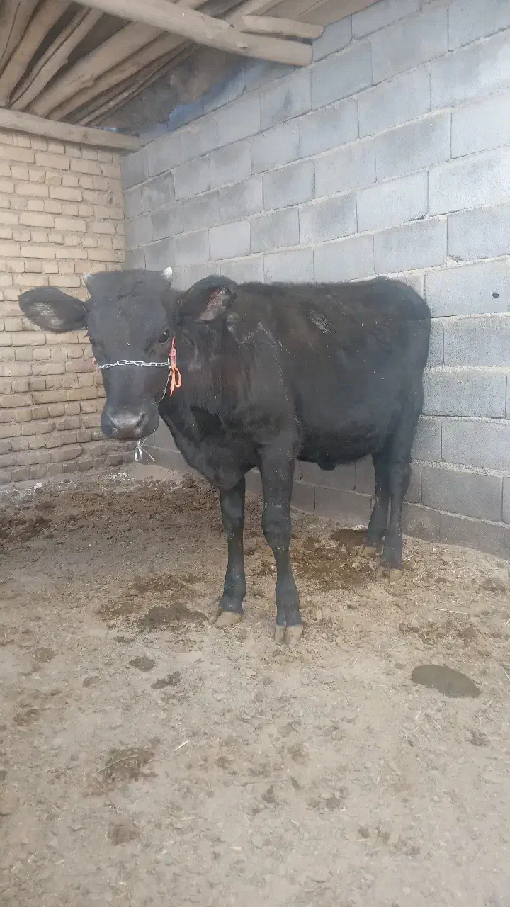 گوساله ماده سیمینتال|حیوانات مزرعه|گلپایگان, |دیوار