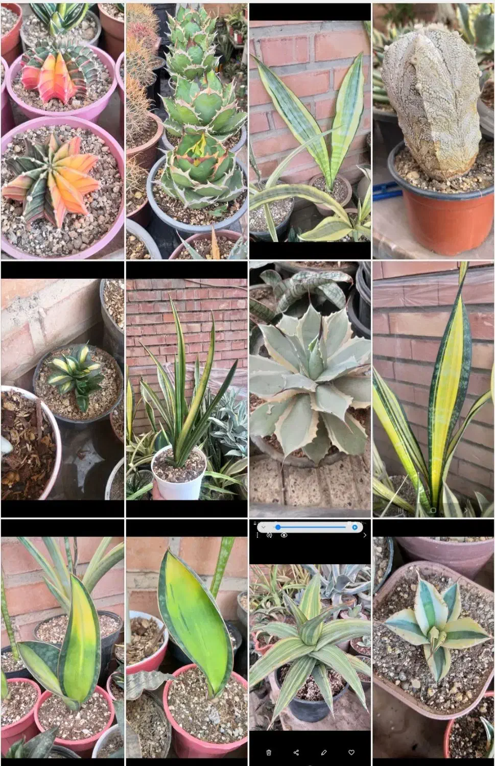 سانسوریا و کاکتوس خاص و کلکسیونی|گل و گیاه طبیعی|تبریز, |دیوار